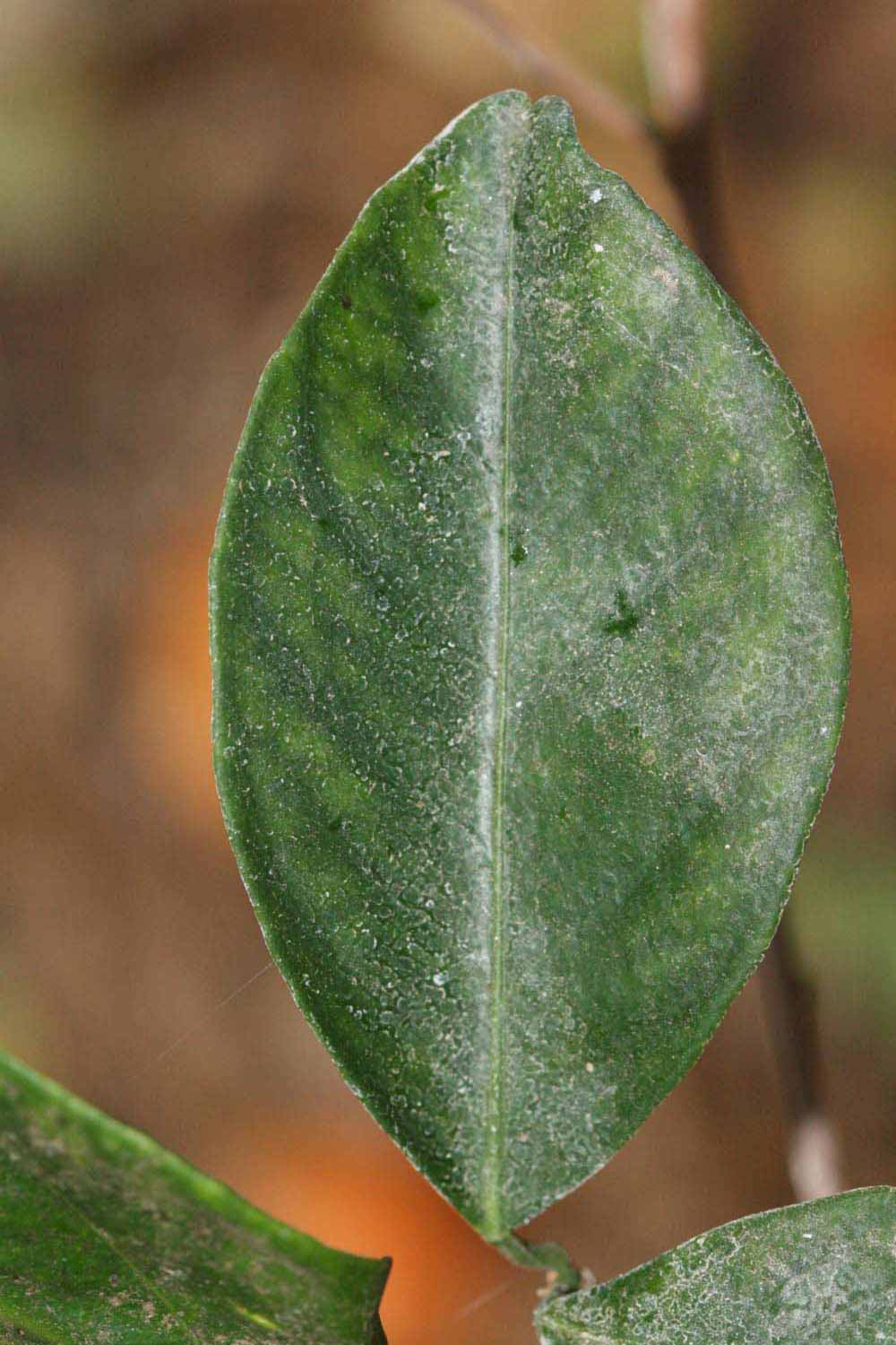              Unifoliolate leaf (Riverside, CA)       